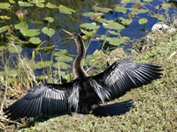 Anhinga - Called Snake Bird , swims with only his neck & head out of the water. Has no oil glands for water proofing, must dry his wings after being in the water 