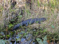 Gator